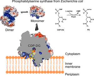 Structural basis for membrane association and catalysis by phosphatidylserine synthase in Escherichia coli