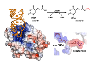 Structural basis for the selective methylation of 5-carboxymethoxyuridine in tRNA modification