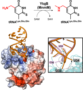Identification of a novel 5-aminomethyl-2-thiouridine methyltransferase in tRNA modification
