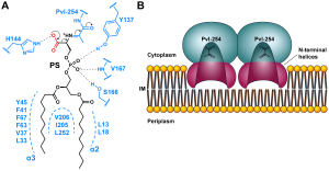 Structural insights into phosphatidylethanolamine formation in bacterial membrane biogenesis