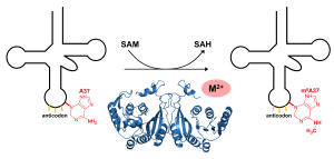 Structural and functional characterization of TrmM in m6A modification of bacterial tRNA
