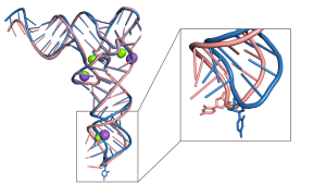 Unique anticodon loop conformation with the flipped-out wobble nucleotide in the crystal structure of unbound tRNAVal