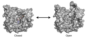 Structural snapshots of CmoB in various states during wobble uridine modification of tRNA