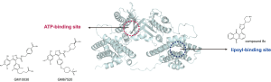 Structural basis for the inhibition of PDK2 by novel ATP- and lipoyl-binding site targeting compounds