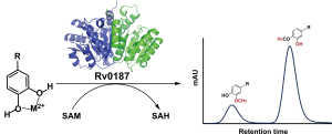 Structural and biochemical characterization of Rv0187, an O-methyltransferase from Mycobacterium tuberculosis