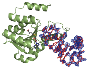 Identification of a novel tRNA wobble uridine modifying activity in the biosynthesis of 5-methoxyuridine